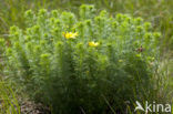 Voorjaarsadonis (Adonis vernalis)