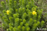 Voorjaarsadonis (Adonis vernalis)