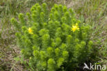 Voorjaarsadonis (Adonis vernalis)