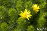 Voorjaarsadonis (Adonis vernalis)