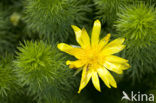 Voorjaarsadonis (Adonis vernalis)