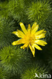 Voorjaarsadonis (Adonis vernalis)