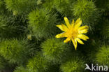 Voorjaarsadonis (Adonis vernalis)