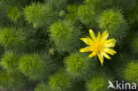 Voorjaarsadonis (Adonis vernalis)