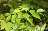 spring pea (Lathyrus vernus)