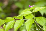 spring pea (Lathyrus vernus)