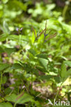 spring pea (Lathyrus vernus)