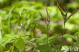 spring pea (Lathyrus vernus)