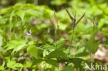 spring pea (Lathyrus vernus)