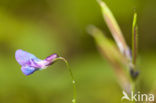 spring pea (Lathyrus vernus)