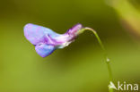 spring pea (Lathyrus vernus)