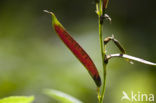 spring pea (Lathyrus vernus)