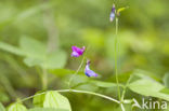 spring pea (Lathyrus vernus)