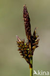 Voorjaarszegge (Carex caryophyllea) 