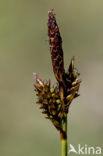 Spring-sedge (Carex caryophyllea)