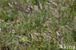 Spring-sedge (Carex caryophyllea)