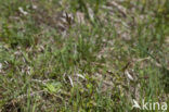 Voorjaarszegge (Carex caryophyllea) 