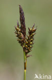 Voorjaarszegge (Carex caryophyllea) 