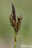 Spring-sedge (Carex caryophyllea)