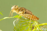 Vuurlibel (Crocothemis erythraea)