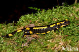 Vuursalamander (Salamandra salamandra) 