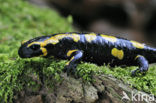 Vuursalamander (Salamandra salamandra) 