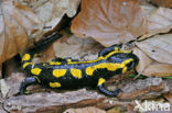 Vuursalamander (Salamandra salamandra) 