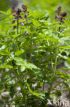 Burning Bush
