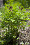 Burning Bush