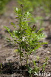 Vuurwerkplant (Dictamnus albus)