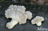 Waaiertje (Schizophyllum commune) 