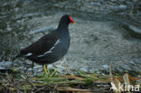 Waterhoen (Gallinula chloropus)