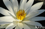 Waterlelie (Nymphaea spec.)