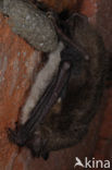 Watervleermuis (Myotis daubentonii)