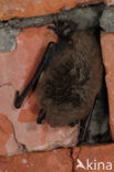 Watervleermuis (Myotis daubentonii)