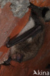 Watervleermuis (Myotis daubentonii)