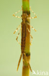 Banded Demoiselle (Calopteryx splendens)