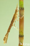 Banded Demoiselle (Calopteryx splendens)