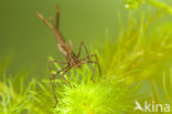 Weidebeekjuffer (Calopteryx splendens)