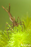 Weidebeekjuffer (Calopteryx splendens)