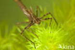 Weidebeekjuffer (Calopteryx splendens)