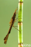 Banded Demoiselle (Calopteryx splendens)