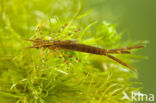 Weidebeekjuffer (Calopteryx splendens)