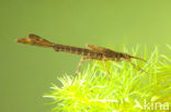 Weidebeekjuffer (Calopteryx splendens)