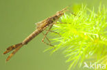 Weidebeekjuffer (Calopteryx splendens)