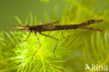 Weidebeekjuffer (Calopteryx splendens)