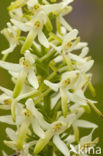 Welriekende nachtorchis (Platanthera bifolia) 