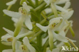 Welriekende nachtorchis (Platanthera bifolia) 