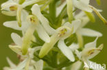 Welriekende nachtorchis (Platanthera bifolia) 