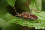 western conifer-seed bug (Leptoglossus occidentalis)